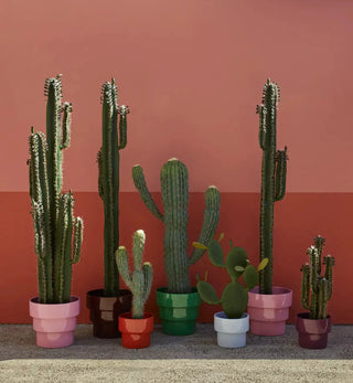 Cola5 - Fenton & Fenton